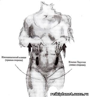 Илеоцекальный клапан где находится у человека фото
